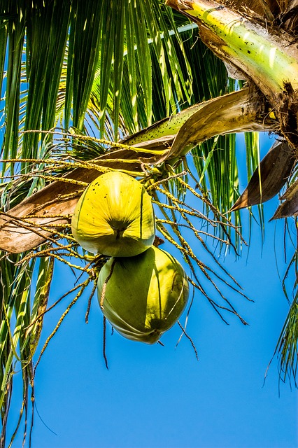 Coconuts for skincare