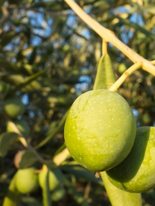 Olive Oil -High Nutrient Value