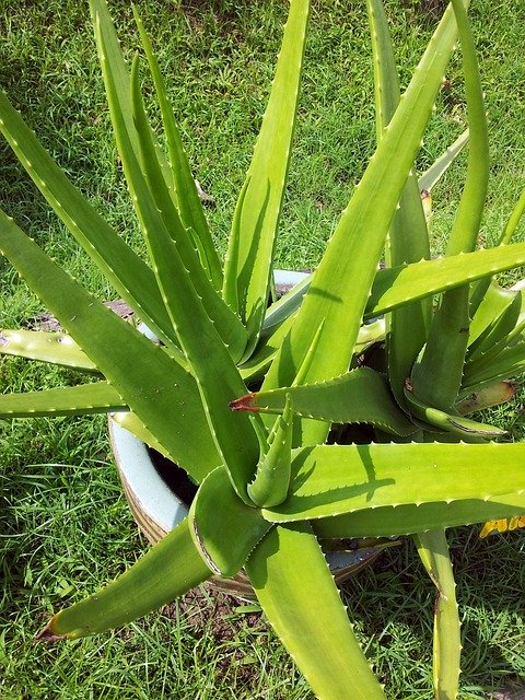 Aloe Plant -Skin care ingredient