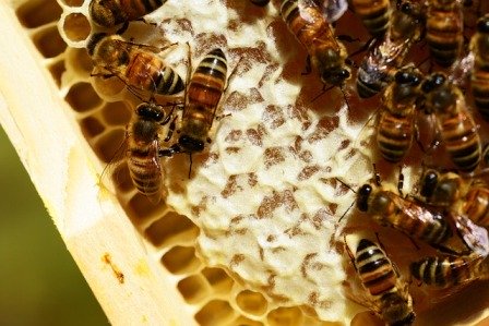 Honeycomb & Bees