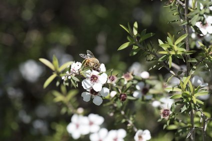 Manuka Flower,New Zealand Honey